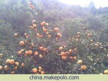 南豐蜜桔 橘香千年，甜蜜一方