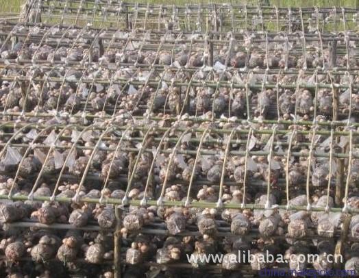 探訪隨州最大香菇腳加工廠 草林生態(tài)農(nóng)產(chǎn)品的匠心之路