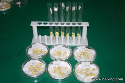 優質脫毒大豆種子的市場價值與選擇策略——以北京大興西紅門地區供應為例